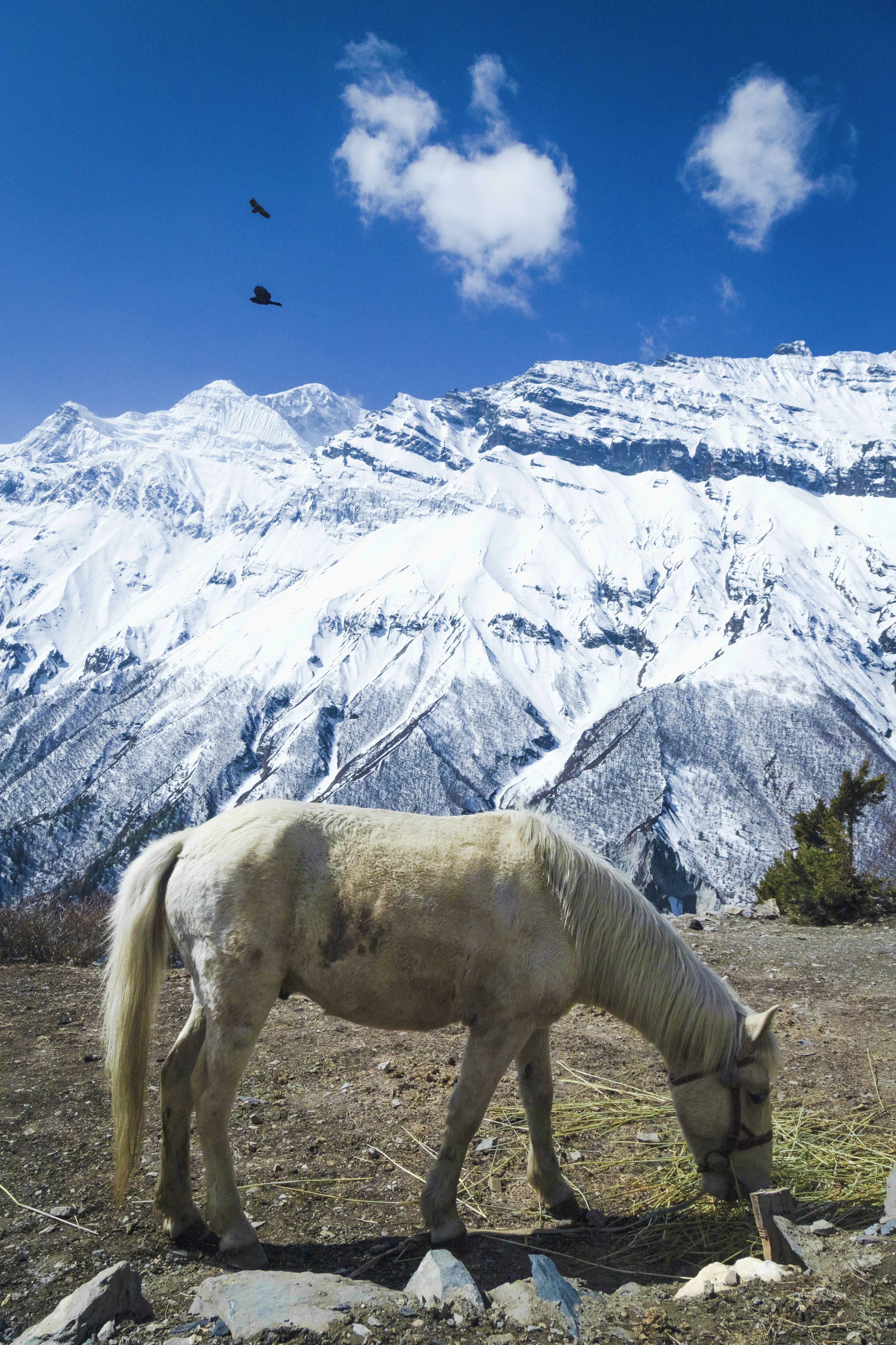 Tilicho Trek Extended gallery 3