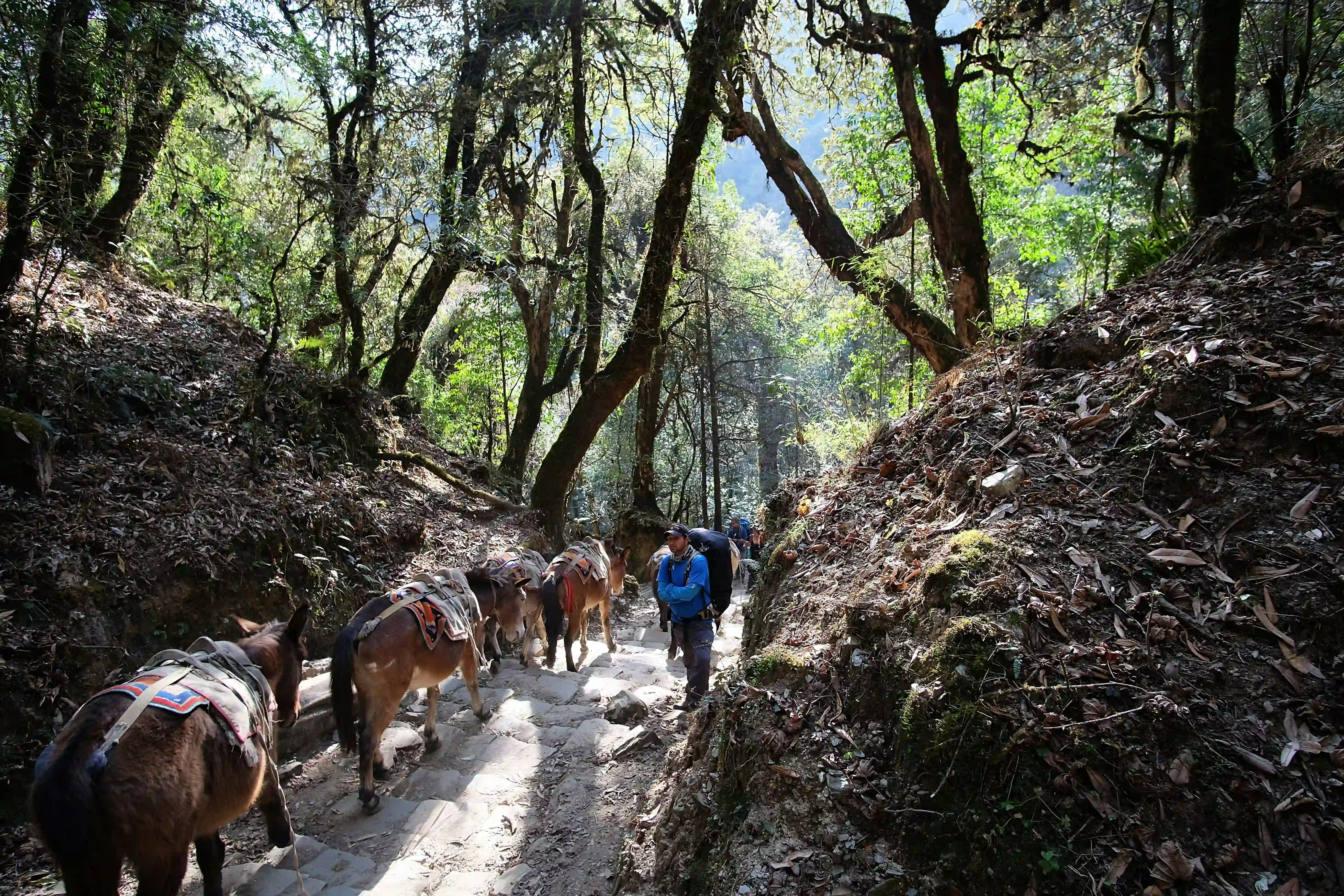 Annapurna Base Camp (ABC) Trek gallery 4