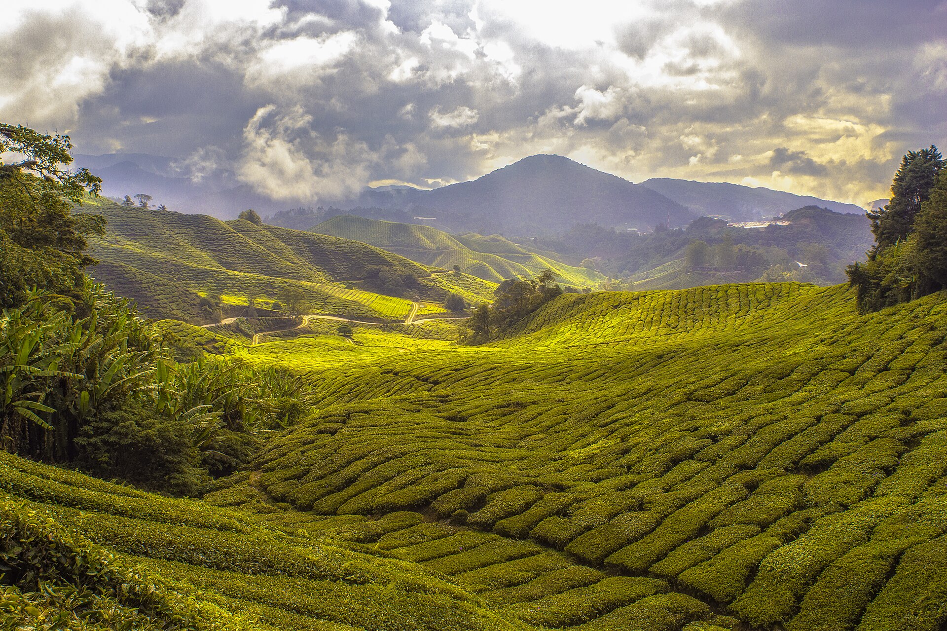 Rows of tea bushes over the rolling hills of the Cameron Highlands