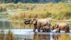 Elephants in Chitwan National park